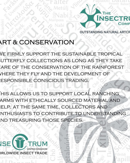 Framed African Leaf Butterfly, Kallimoides rumia, Ethically Sourced Entomology Wall Art 6x6