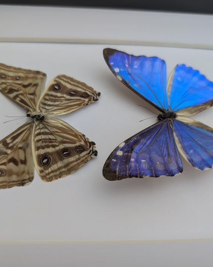 Framed blue morpho butterfly display - natural peruvian art (8x10")