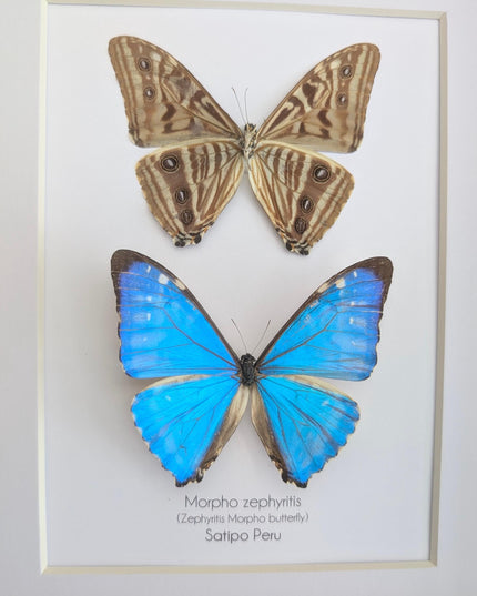 Framed blue morpho butterfly display - natural peruvian art (8x10")