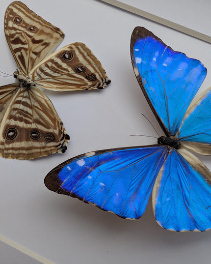 Framed blue morpho butterfly display - natural peruvian art (8x10")