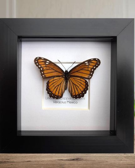 Framed viceroy butterfly taxidermy: ethically sourced entomology wall art