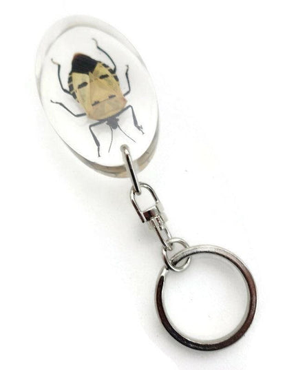 Man-Faced Stink Bug Resin Keychain, Taxidermy Keyring