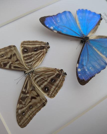 Framed blue morpho butterfly display - natural peruvian art (8x10")