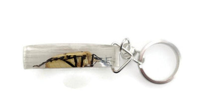 Man-Faced Stink Bug Resin Keychain, Taxidermy Keyring