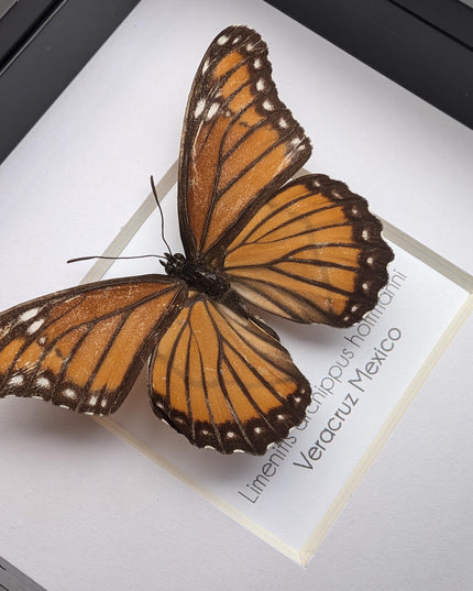 Framed viceroy butterfly taxidermy: ethically sourced entomology wall art