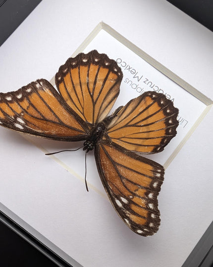 Framed viceroy butterfly taxidermy: ethically sourced entomology wall art