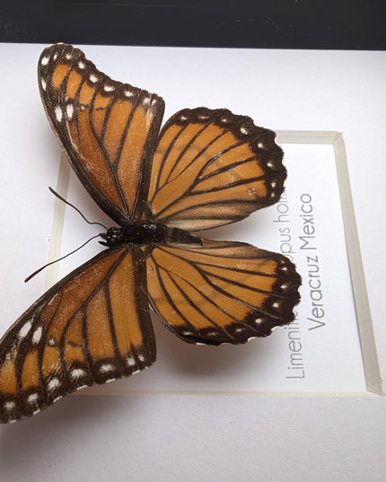 Framed viceroy butterfly taxidermy: ethically sourced entomology wall art