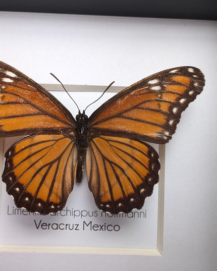 Framed viceroy butterfly taxidermy: ethically sourced entomology wall art