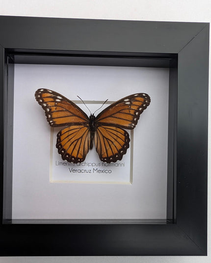 Framed viceroy butterfly taxidermy: ethically sourced entomology wall art