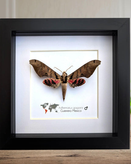 Framed adhemarius gagarini moth specimen: ethically sourced entomology wall art