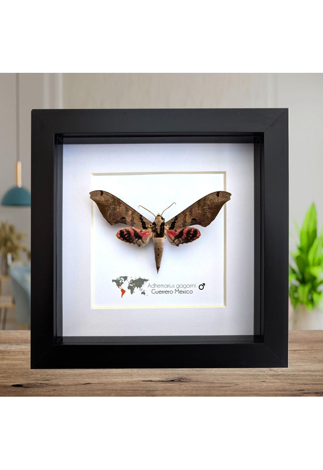 Framed adhemarius gagarini moth specimen: ethically sourced entomology wall art