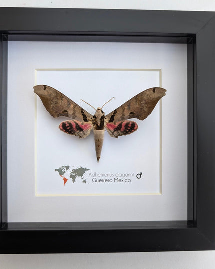 Framed adhemarius gagarini moth specimen: ethically sourced entomology wall art