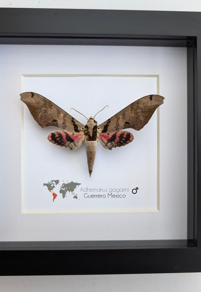 Framed adhemarius gagarini moth specimen: ethically sourced entomology wall art