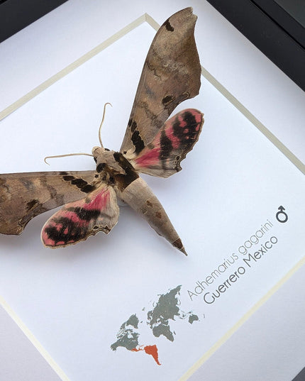 Framed adhemarius gagarini moth specimen: ethically sourced entomology wall art