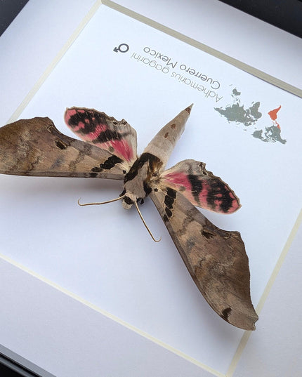 Framed adhemarius gagarini moth specimen: ethically sourced entomology wall art