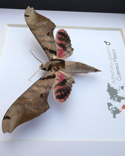 Framed adhemarius gagarini moth specimen: ethically sourced entomology wall art