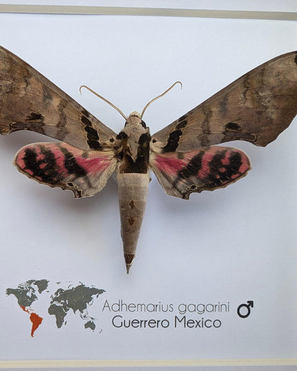 Framed adhemarius gagarini moth specimen: ethically sourced entomology wall art