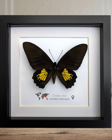 Troides criton, criton birdwing, female, taxidermy present, entomology, ethically sourced, nature art, butterfly display, bug collection