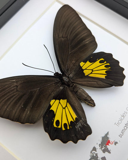 Troides criton, criton birdwing, female, taxidermy present, entomology, ethically sourced, nature art, butterfly display, bug collection