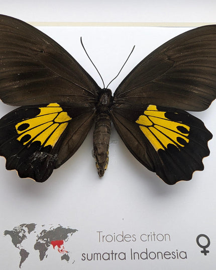 Troides criton, criton birdwing, female, taxidermy present, entomology, ethically sourced, nature art, butterfly display, bug collection