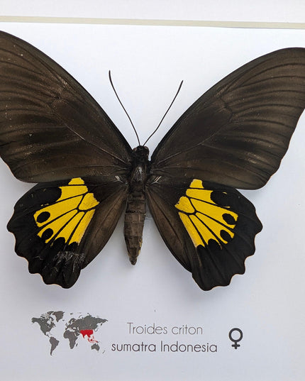 Troides criton, criton birdwing, female, taxidermy present, entomology, ethically sourced, nature art, butterfly display, bug collection