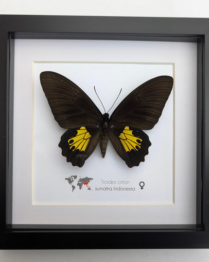 Troides criton, criton birdwing, female, taxidermy present, entomology, ethically sourced, nature art, butterfly display, bug collection