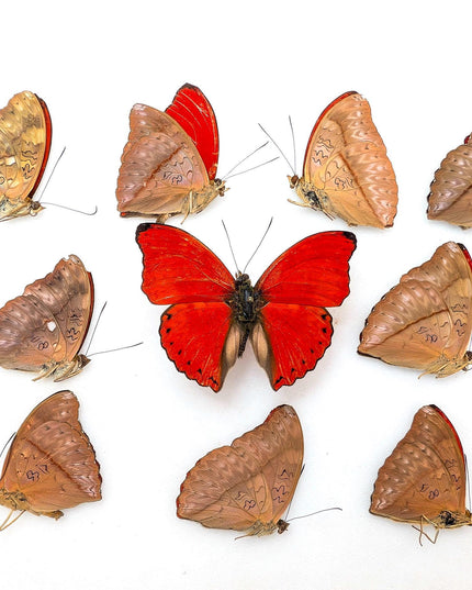 Cymothoe sangaris blood-red glider butterfly papered specimens set