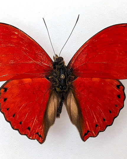 Cymothoe sangaris blood-red glider butterfly papered specimens set