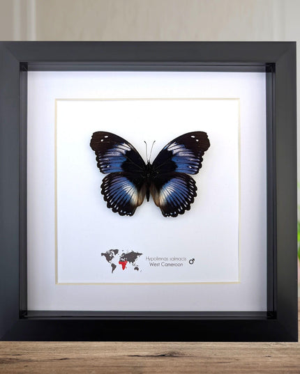Framed blue diadem butterfly: hypolimnas salmacis, 8"x8" display