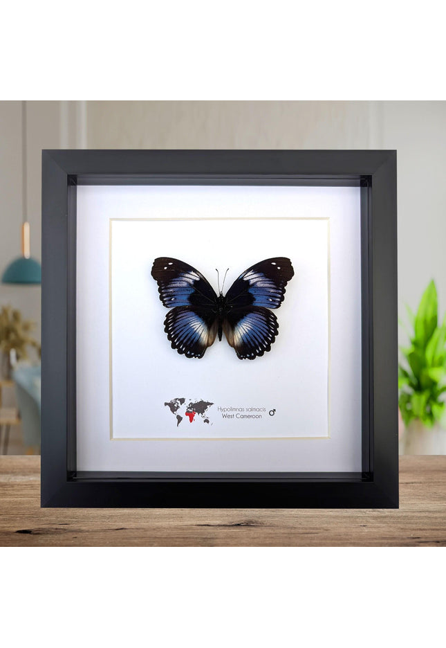 Framed blue diadem butterfly: hypolimnas salmacis, 8"x8" display