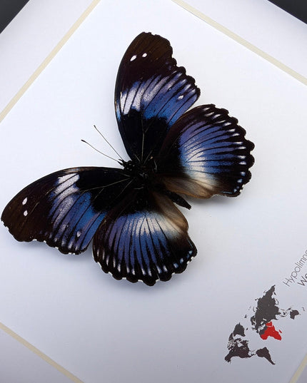 Framed blue diadem butterfly: hypolimnas salmacis, 8"x8" display