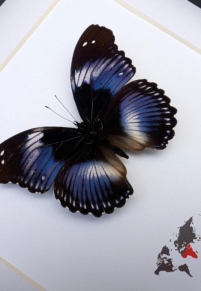 Framed blue diadem butterfly: hypolimnas salmacis, 8"x8" display