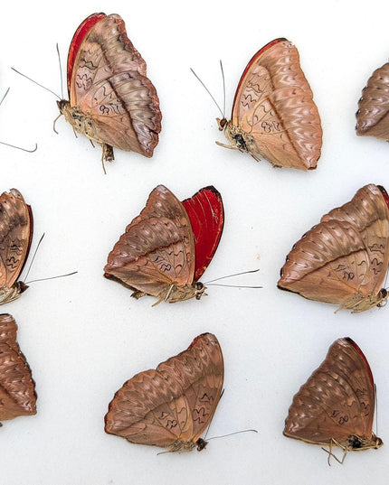 Cymothoe sangaris blood-red glider butterfly papered specimens set