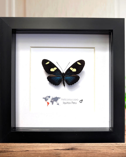 Framed Sara Longwing Butterfly, Taxidermy Wall Decor (6x6)