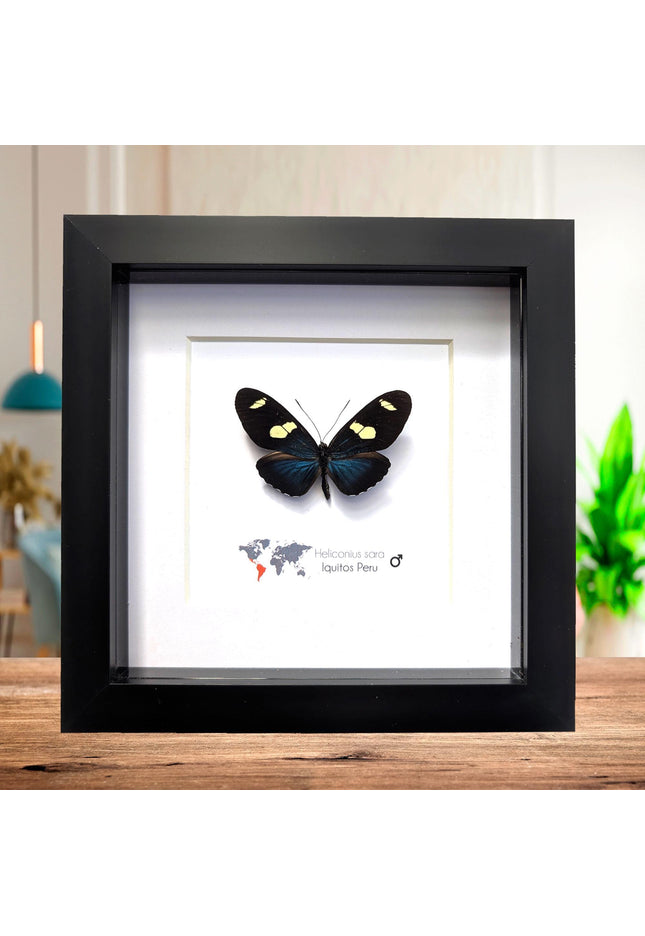 Framed Sara Longwing Butterfly, Taxidermy Wall Decor (6x6)