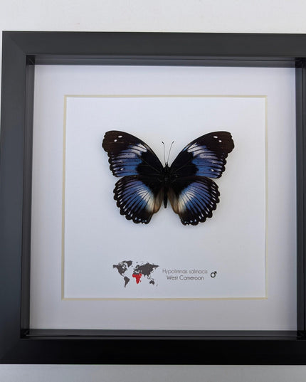 Framed blue diadem butterfly: hypolimnas salmacis, 8"x8" display