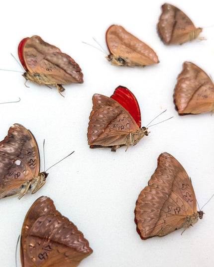 Cymothoe sangaris blood-red glider butterfly papered specimens set