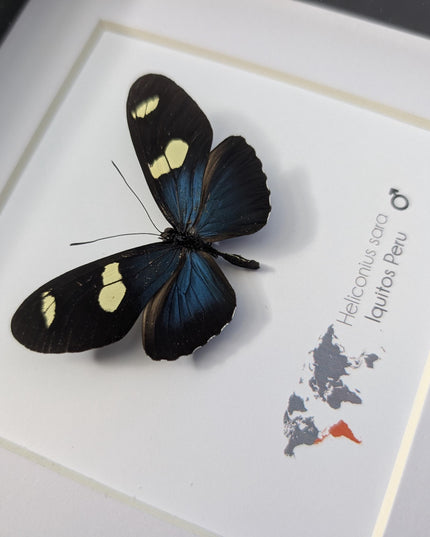 Framed Sara Longwing Butterfly, Taxidermy Wall Decor (6x6)