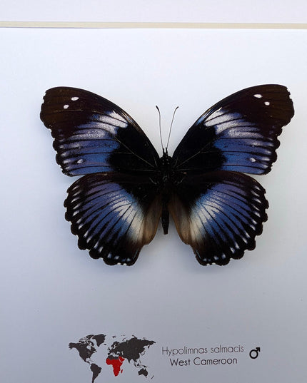 Framed blue diadem butterfly: hypolimnas salmacis, 8"x8" display