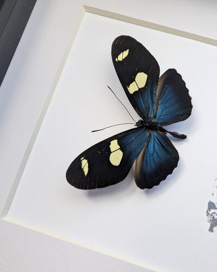 Framed Sara Longwing Butterfly, Taxidermy Wall Decor (6x6)