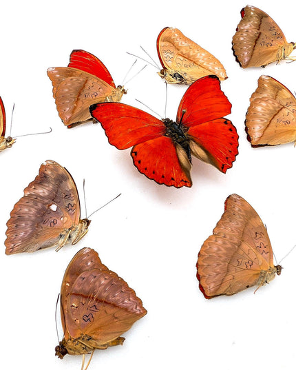 Cymothoe sangaris blood-red glider butterfly papered specimens set