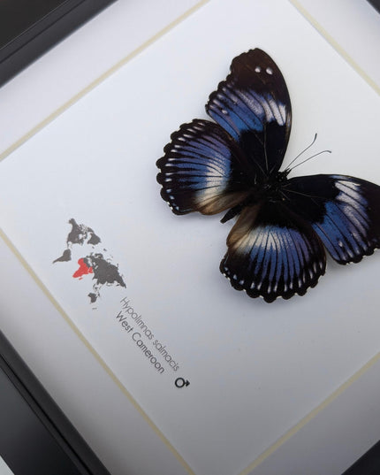 Framed blue diadem butterfly: hypolimnas salmacis, 8"x8" display