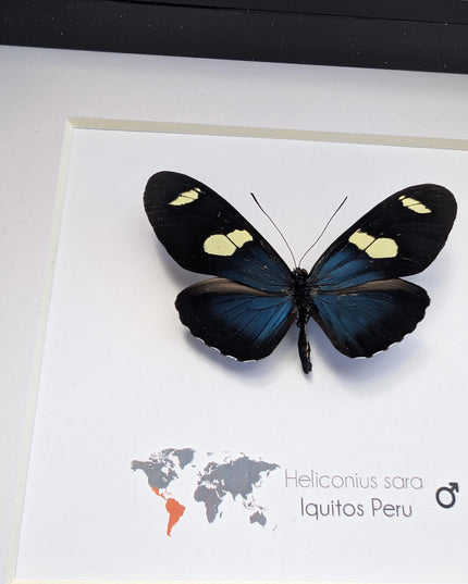 Framed Sara Longwing Butterfly, Taxidermy Wall Decor (6x6)