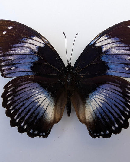 Framed blue diadem butterfly: hypolimnas salmacis, 8"x8" display