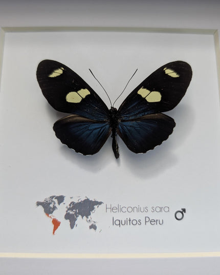 Framed Sara Longwing Butterfly, Taxidermy Wall Decor (6x6)