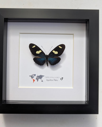 Framed Sara Longwing Butterfly, Taxidermy Wall Decor (6x6)