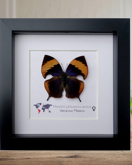 Framed memphis philumena xenica butterfly, entomology art, 6"x6"