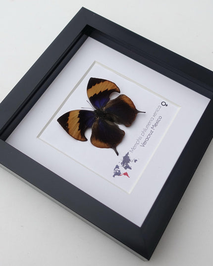Framed memphis philumena xenica butterfly, entomology art, 6"x6"
