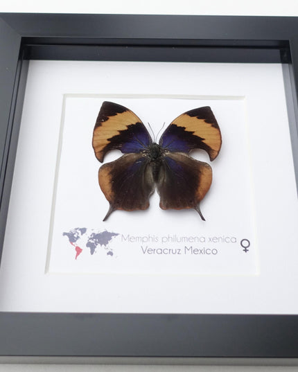 Framed memphis philumena xenica butterfly, entomology art, 6"x6"
