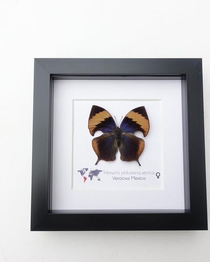 Framed memphis philumena xenica butterfly, entomology art, 6"x6"